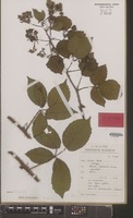 Isotype of Rubus nitidiformis Sudre [family ROSACEAE]