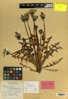 Holotype of Taraxacum aberrans Hagend., Soest & Zevenb. [family COMPOSITAE]