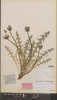 Holotype of Taraxacum exsertiforme Hagend., Soest & Zevenb. [family COMPOSITAE]