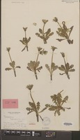 Holotype of Taraxacum hygrophilum Soest [family COMPOSITAE]