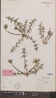 Isotype of Taraxacum lancidens Hagend., Soest & Zevenb. [family COMPOSITAE]