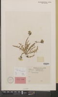 Holotype of Taraxacum ploegii Hagend., Soest & Zevenb. [family COMPOSITAE]