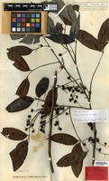 Lectotype of Guioa patentinervis Radlk. [family SAPINDACEAE]