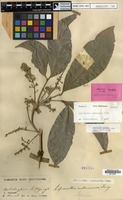 Isolectotype of Lepisanthes andamanica King [family SAPINDACEAE]