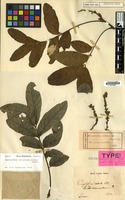 Syntype of Erioglossum edule Blume var. subcorymbosum Blume [family SAPINDACEAE]