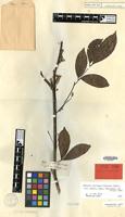 Type of Matayba inelegans Radlk. [family SAPINDACEAE]