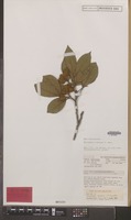 Isotype of Sarcopteryx montana S.T.Reynolds [family SAPINDACEAE]