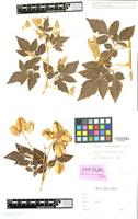 Isotype of Serjania columbiana Radlk. [family SAPINDACEAE]