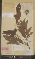 Syntype of Cupania acuta Hiern [family SAPINDACEAE]