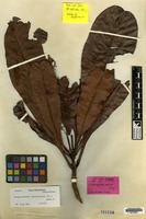 Syntype of Campnosperma wallichii King [family ANACARDIACEAE]