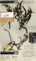 Isotype of Mangifera pajang Kosterm. [family ANACARDIACEAE]