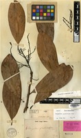 Isolectotype of Mangifera spathulaefolia Blume [family ANACARDIACEAE]
