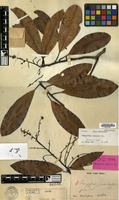 Isolectotype of Mangifera similis Blume [family ANACARDIACEAE]
