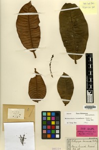 Type of Nothopegia borneensis Ridl. [family ANACARDIACEAE]