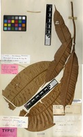 Holotype of Semecarpus fulvinervis Blume [family ANACARDIACEAE]