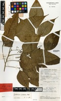 Isotype of Sandoricum caudatum Mabb. [family MELIACEAE]