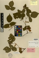 Lectotype of Rubus arrhenii Lange [family ROSACEAE]