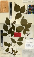 Lectotype of Rubus sprengelii Weihe var. turfaceus Grav. ex Focke [family ROSACEAE]
