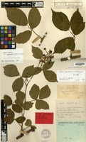 Lectotype of Rubus arrhenii Lange var. polyadenes Grav. ex Focke [family ROSACEAE]