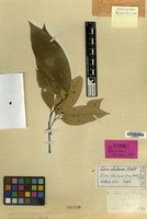Isotype of Tetranthera chartacea Wall. [family LAURACEAE]