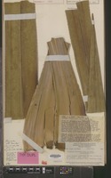 Type of Pandanus brosimos Merr. & L.M.Perry [family PANDANACEAE]