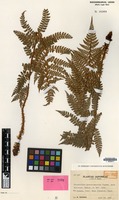 Isotype of Polystichum pseudomakinoi Tagawa [family PTERIDOPHYTA]
