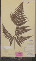 Syntype of Aspidium subtripinnatum Miq. [family DRYOPTERIDACEAE]