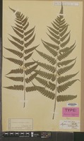 Type of Asplenium mettenianum Miq. [family PTERIDOPHYTA]