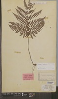 Syntype of Aspidium cystolepidotum Miq. [family DRYOPTERIDACEAE]