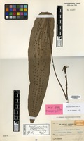 Isotype of Neolepisorus ensatus (Thunb.) Ching var. platyphyllus Tagawa [family PTERIDOPHYTA]