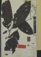 Syntype of Pavetta macroptera Miq. [family RUBIACEAE]