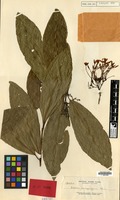 Isotype of Ixora magnifica Elmer [family RUBIACEAE]