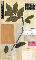 Syntype of Otonychium imbricatum Blume [family SAPINDACEAE]