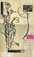 Type of Lomaria spectabilis Kuntze [family BLECHNACEAE]