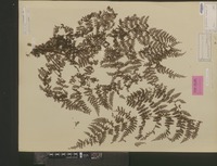 Syntype of Aspidium nodosum Blume [family DRYOPTERIDACEAE]