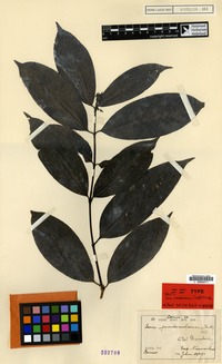 Neotype of Ixora pseudoamboinica (Korth.) Kuntze [family RUBIACEAE]