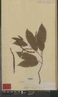 Original material of Castanea crenata Siebold & Zucc. [family FAGACEAE]