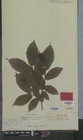 Lectotype of Castanea crenata Siebold & Zucc. [family FAGACEAE]