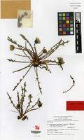 Isotype of Taraxacum heleocharis Kirschner & Štepánek [family COMPOSITAE]