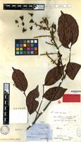 Type of Paullinia tricornis Radlk. [family SAPINDACEAE]