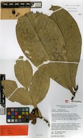 Isotype of Rhysotoechia etmanii W.N.Takeuchi [family SAPINDACEAE]
