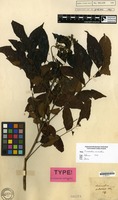 Type of Micromelum pubescens Blume [family RUTACEAE]