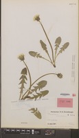 Isotype of Taraxacum atonolobum Hagend., Soest & Zevenb. [family COMPOSITAE]