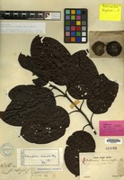 Lectotype of Anthocephalus morindifolius Korth. [family RUBIACEAE]