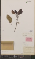 Isotype of Neonauclea foveolata Capuron [family RUBIACEAE]