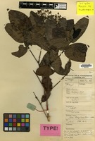 Type of Ixora dorgelonis Bremek. [family RUBIACEAE]