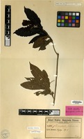 Isotype of Sarcocephalus pubescens Valeton [family RUBIACEAE]