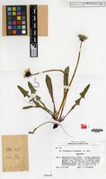 Isotype of Taraxacum irrigatum Kirschner & Štepánek [family COMPOSITAE]