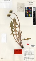 Isotype of Taraxacum lancastriense A.J.Richards [family COMPOSITAE]