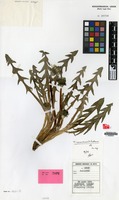 Isotype of Taraxacum remanentilobum Soest [family COMPOSITAE]